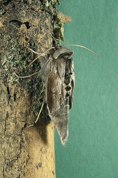 Cucullia (Cucullia) asteris, Noctuidae